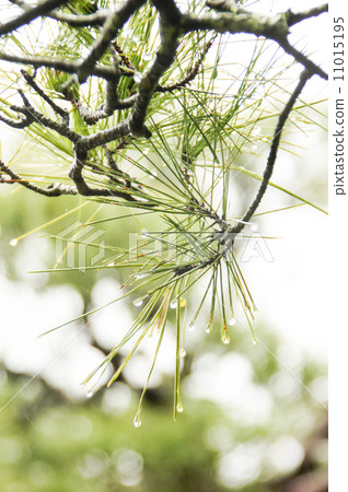 Drop of pine and rain Drop of pine and rain 11015195
