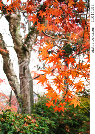 Kyoto in autumn 11015198