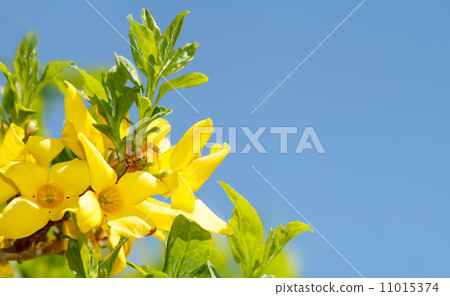 Blossoming forthysia in spring against blue sky and with space for text 11015374