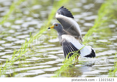 凱莉展開翅膀並保持警惕 凱莉展開翅膀並保持警惕 11015823
