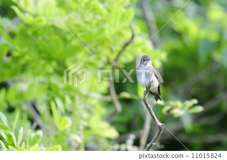 Samebataki Samebataki 11015824