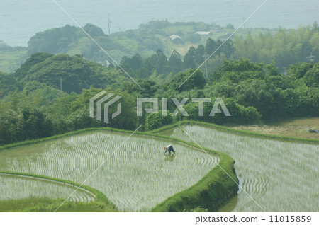 Touhou field rice terrace (Japan's rice terrace 100 selection) Touhou field rice terrace (Japan's rice terrace 100 selection) 11015859