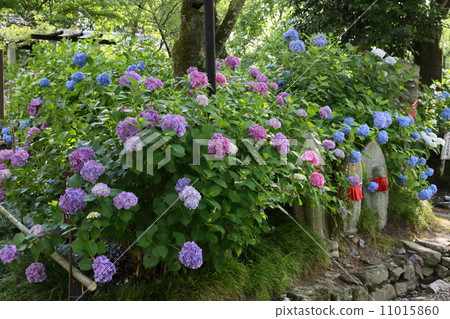 Hydrangea (Yada Temple) 11015860