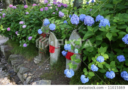 Hydrangea (Yada Temple) 11015869
