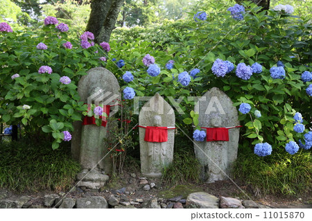 Hydrangea (Yada Temple) Hydrangea (Yada Temple) 11015870