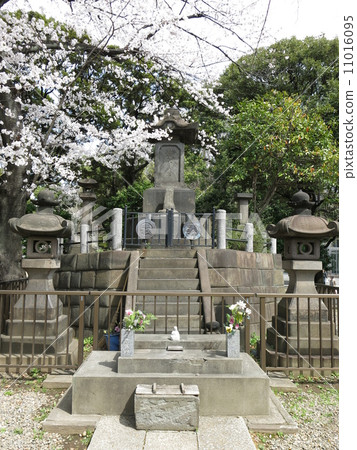 Tombs of Aoyama Corps of Ueno Park, colored by cherry blossoms 11016095