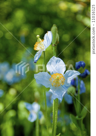 Blue poppy 11016125