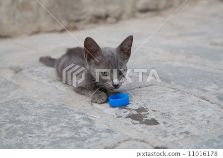Kitten in Tunisia drinking water 11016178