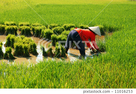 Vietnamese farmer work on rice  field 11016253