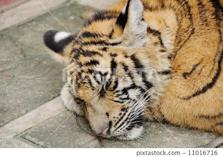 Tiger in da house 11016716