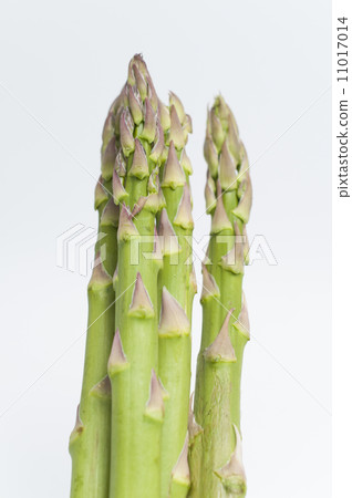 Asparagus Asparagus 11017014