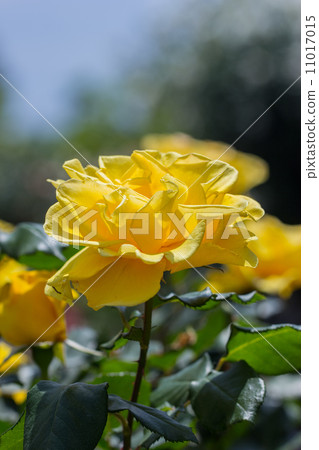 Rose of the seasons (Henry Fonda) Rose of the seasons (Henry Fonda) 11017015