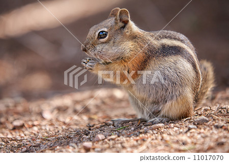 chipmunk in the Rocky Mountain National Park 11017070