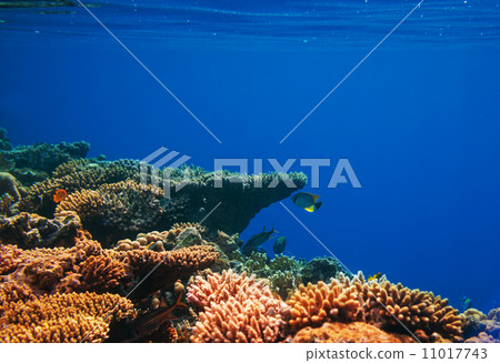 Coral fish 11017743