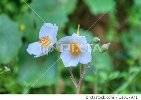 白雪公主Poace 11017971