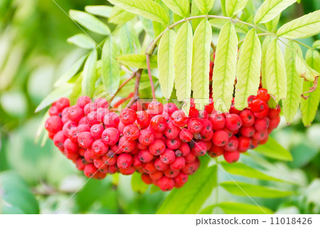 Rowanberry branch 11018426