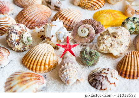 Seashells 11018558