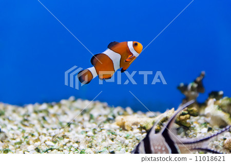 Clown fish 11018621