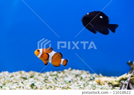 Aquarium fish 11018622