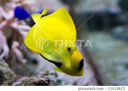 Zebrasoma yellow tang fish 11018623