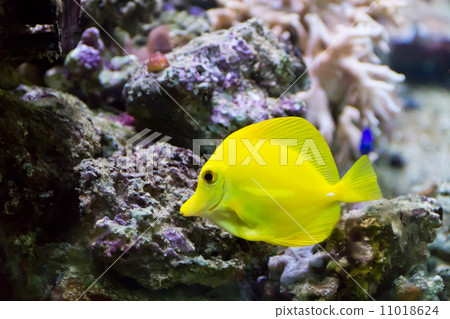 Zebrasoma yellow tang fish 11018624