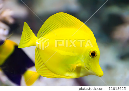 Zebrasoma yellow tang fish 11018625