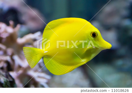 Zebrasoma yellow tang fish 11018626