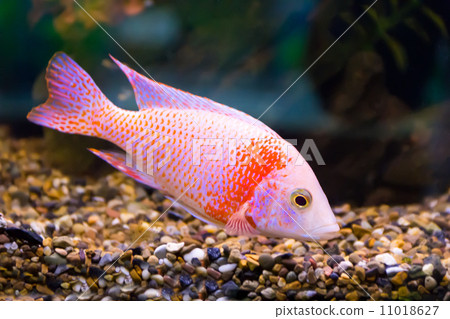 Aulonocara fish 11018627
