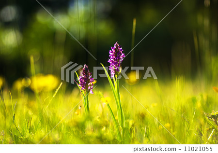 Purple blossom in yellow nature 11021055
