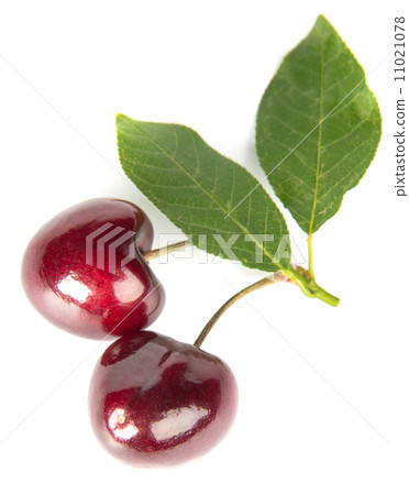 cherries 11021078