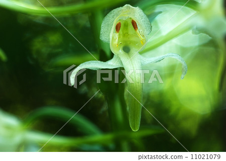 Spooky orchid detail 11021079