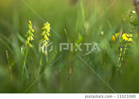 Blossom deep in the green grass 11021080