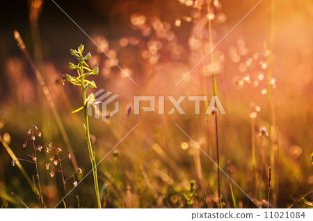 Flower buds at twilight 11021084