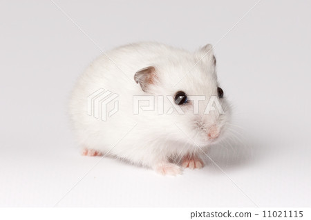 White hamster 11021115
