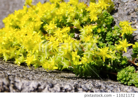 綻放在混凝土路的裂縫的錦 11021172