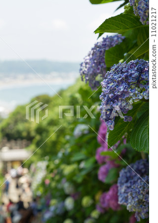 雨季形象〜幫兇學校的繡球花（鎌倉）〜 11021217