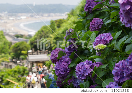 雨季形象〜幫兇學校的繡球花（鎌倉）〜 11021218