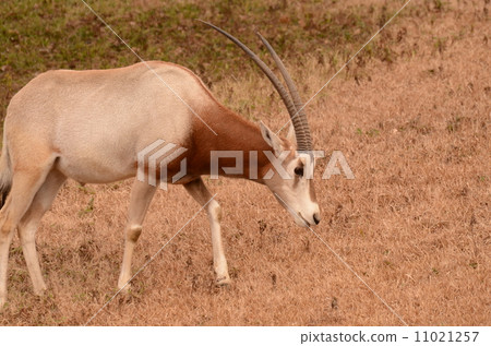 Shiro Orix Shiro Orix 11021257