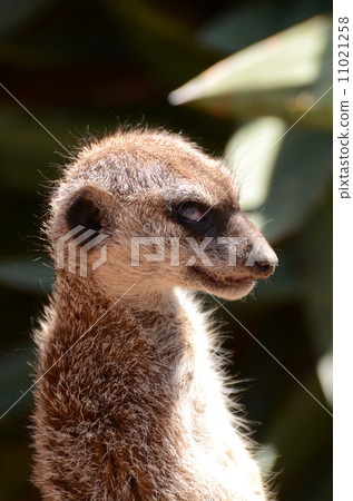 Meerkat 25 Meerkat 25 11021258