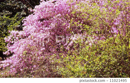 Kobanomitsu azalea 11021495