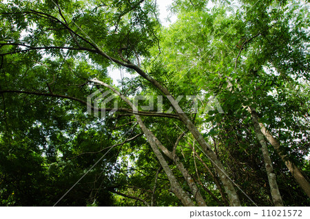 Green forest tree background 11021572