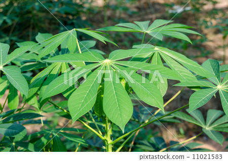 Cassava garden Cassava garden 11021583
