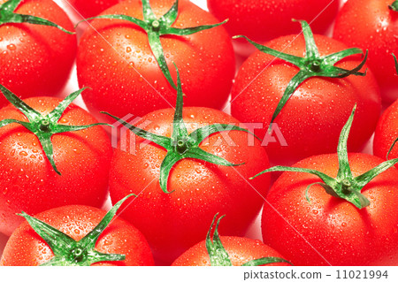 Tomato   11021994