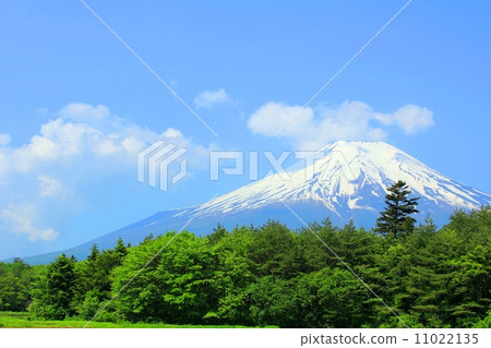 Mt. Fuji with fresh green and sunrise Mt. Fuji with fresh green and sunrise 11022135