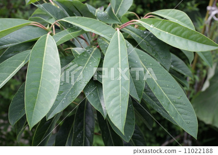 Yuzuriha Yuzuriha 11022188