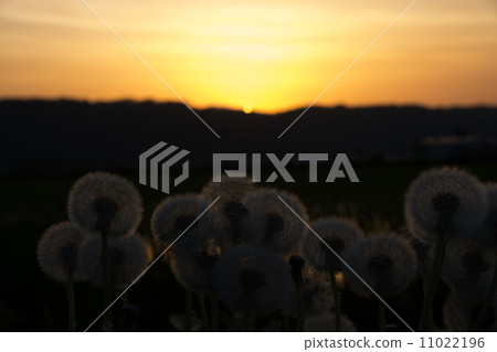 Dandelion shining in the sunset 11022196