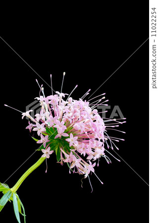 Pink flower with black background Hana Kurumabasou 11022254