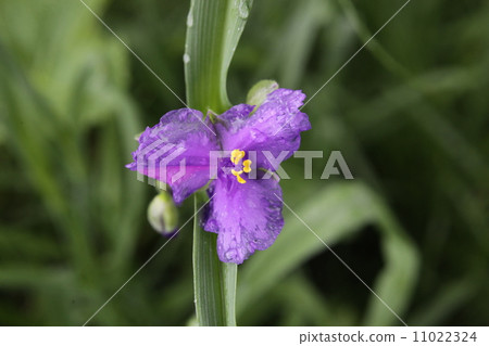  Spiderwort 11022324