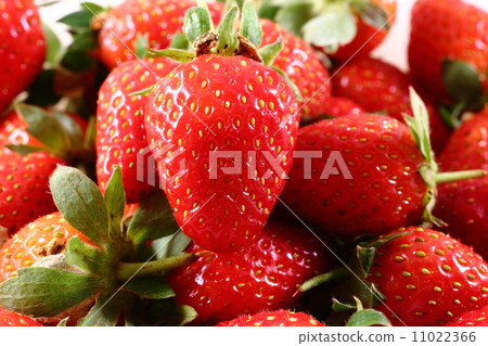 Srtrawberry  11022366