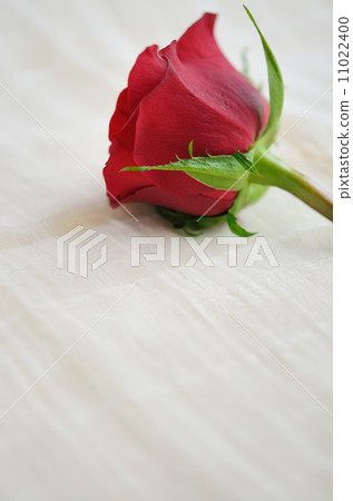 rose	 11022400